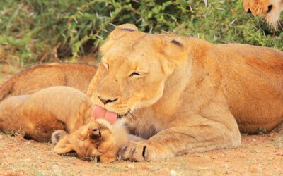 A Mother’s SMS ❤