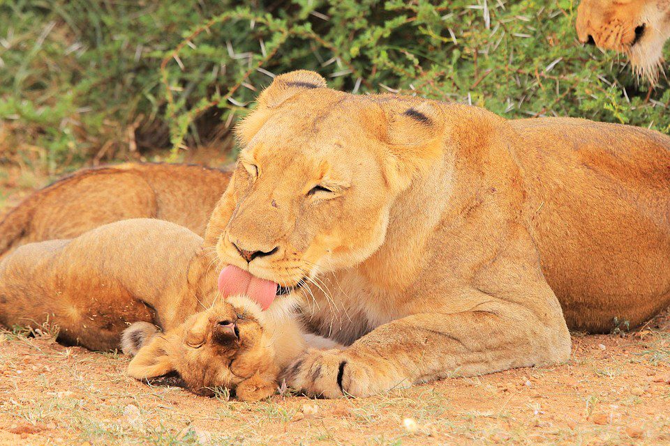 A Mother’s SMS ❤