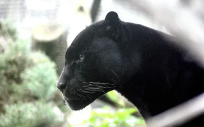 Kpachara anya gi “Black Power”
