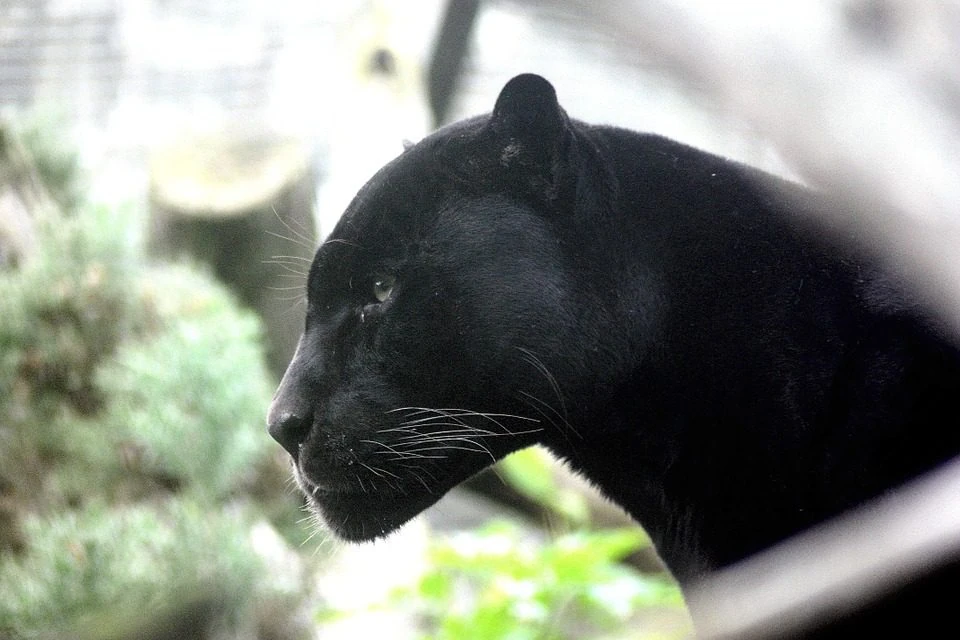 Kpachara anya gi “Black Power”